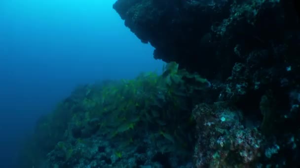 アイラ ココの壮大な水生地でサンゴ礁の周りを泳いでいるスロングフィッシュ 水中であることの沈黙と無重力感は 完全に別の世界であなたのように感じさせます — ストック動画