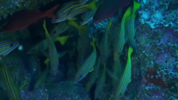 Isla Del Coco Sualtı Dünyasında Mercan Resifinde Yüzen Balıkları Topluyor — Stok video