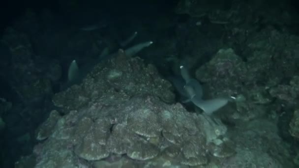 Herrlicher Blick Auf Riffhaie Aus Nächster Nähe Isla Del Coco — Stockvideo
