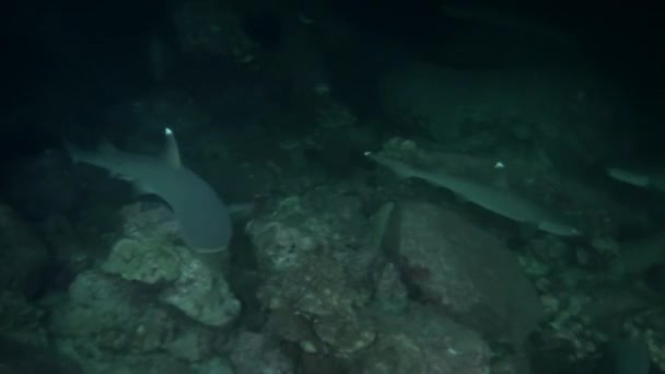 Veja Como Bando Tubarões Recifes Circulam Nas Águas Próximas Isla — Vídeo de Stock