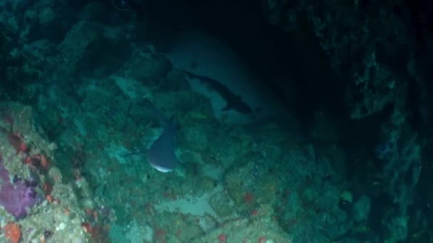 Admira Gracia Poder Los Tiburones Arrecife Cerca Isla Del Coco — Vídeo de stock