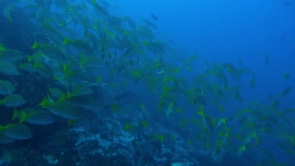 Peixe Enxame Perto Coral Vibrante Ecossistema Aquático Isla Del Coco — Vídeo de Stock