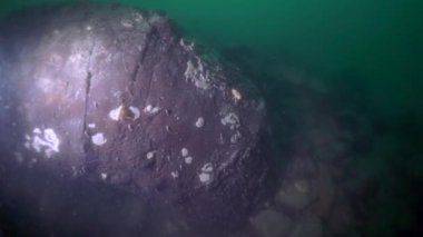 Macro, Sibirya Rusya 'da Baykal Gölü' nün kendine özgü vahşi doğasında kerevit Acanthogammarus 'u su altında vuruyor..