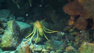 Macro, Sibirya Rusya 'da Baykal Gölü' nün kendine özgü vahşi doğasında kerevit Acanthogammarus 'u su altında vuruyor..