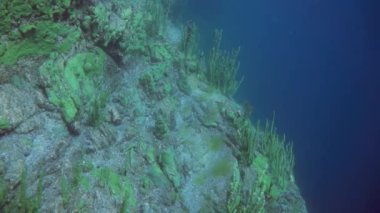 Macro, Sibirya Rusya 'da Baykal Gölü' nün kendine özgü vahşi doğasında kerevit Acanthogammarus 'u su altında vuruyor..