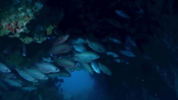 Egy Csapat Hal Kering Korallok Körül Isla Del Coco Ban — Stock videók