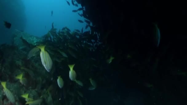 Σύγκλιση Ψαριών Κοντά Κοραλλιογενές Οικοσύστημα Στο Isla Del Coco Αλλά — Αρχείο Βίντεο