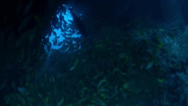 Isla Del Coco Mercan Arazisinde Yüzen Balık Koleksiyonu Dalışıma Yaklaştıkça — Stok video