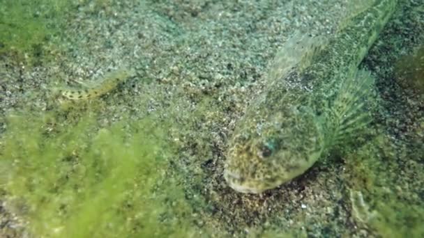 Ψάρια Στον Βυθό Της Βαθιάς Και Μεγάλης Λίμνης Βαϊκάλης Κάτω — Αρχείο Βίντεο