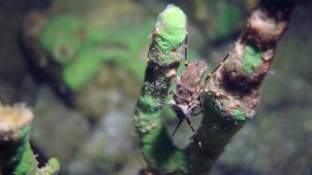 Macro Γυρίσματα Καραβίδες Acanthogammarus Βαθιά Κάτω Από Νερό Στον Κόσμο — Αρχείο Βίντεο