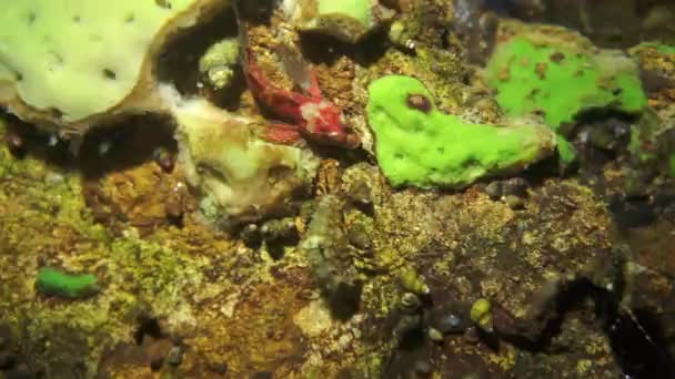 Crayfish Acanthogammarus Underwater Animal World Lake Baikal Siberia Russia — Stock Video