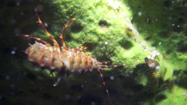 Vida Submarina Cangrejos Río Crustáceos Con Macrodisparo Concha Amarilla Naturaleza — Vídeo de stock