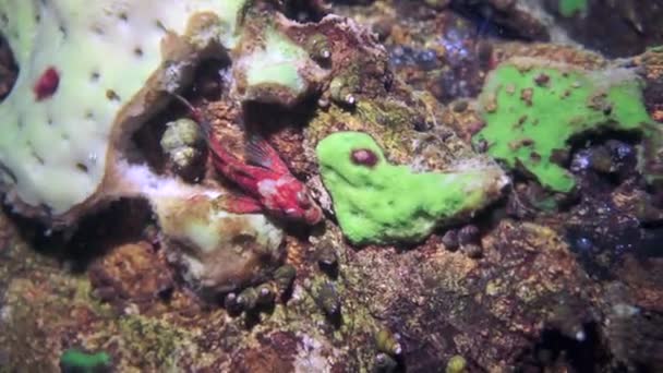 Makroschießen Krebse Acanthogammarus Tief Unter Wasser Der Tierwelt Der Seltsamen — Stockvideo