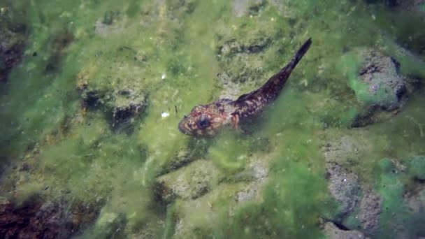 Macro Schietende Rivierkreeft Acanthogammarus Diep Onder Water Dierenwereld Van Eigenaardige — Stockvideo
