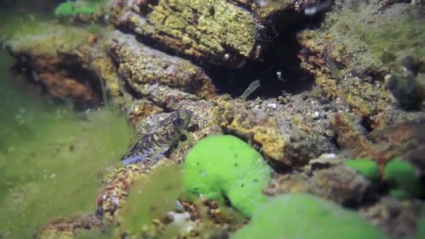 Macro Tiro Cangrejos Río Acanthogammarus Profundo Bajo Agua Mundo Animal — Vídeo de stock