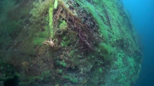 マクロ撮影ザリガニシベリアのバイカル湖の独特の野生自然の動物の世界で深い水中Acanthogammarus — ストック動画