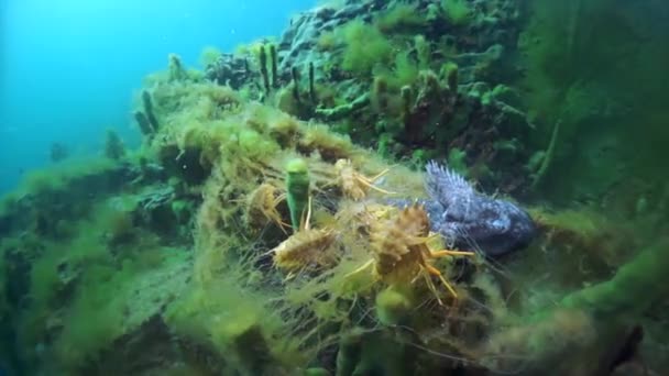 Lagostins Acanthogammarus Subaquático Mundo Animal Lago Baikal Sibéria Rússia — Vídeo de Stock