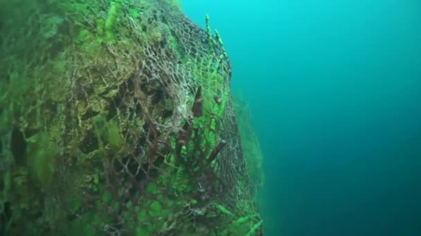 Udang Krustasea Endemik Unik Acanthogammarus Jauh Bawah Air Dalam Dunia — Stok Video