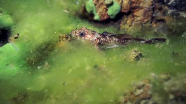 Macro Tiro Cangrejos Río Acanthogammarus Profundo Bajo Agua Mundo Animal — Vídeo de stock