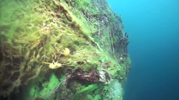 マクロ撮影ザリガニシベリアのバイカル湖の独特の野生自然の動物の世界で深い水中Acanthogammarus — ストック動画