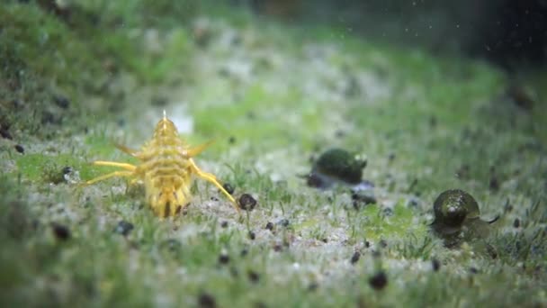 Schaaldieren Rivierkreeft Met Gele Schelp Macro Schieten Het Onderwater Leven — Stockvideo