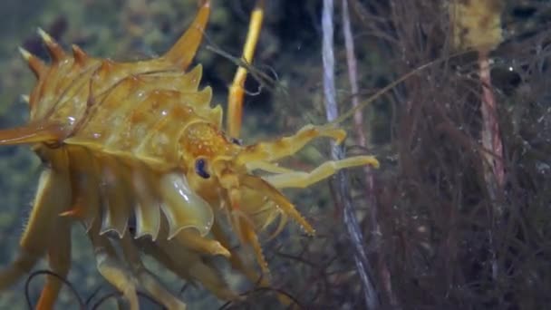 Sarı Kabuklu Kerevit Sualtı Yaşamı Baykal Gölü Nün Vahşi Doğasında — Stok video
