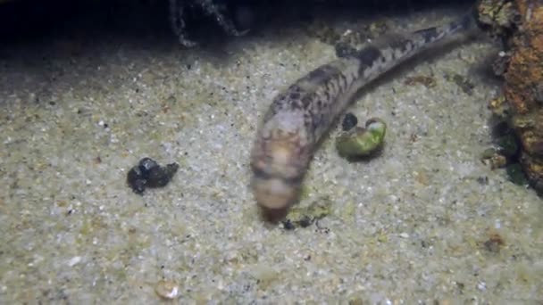Onderwater Leven Van Schaaldieren Rivierkreeft Met Gele Schelp Macro Schieten — Stockvideo