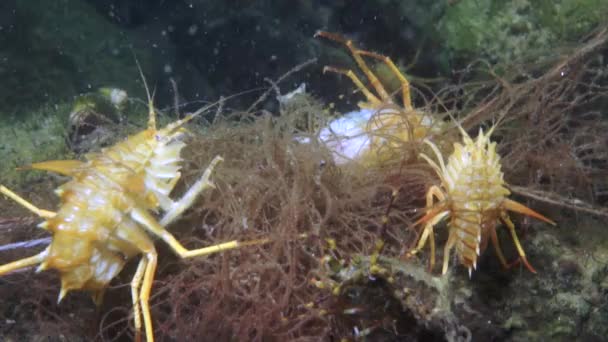 Crustáceo Endêmico Único Lagostim Acanthogammarus Profundo Subaquático Mundo Animal Natureza — Vídeo de Stock