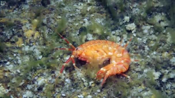Amarelo Crustáceo Lagostim Macro Tiro Fauna Subaquática Natureza Selvagem Lago — Vídeo de Stock