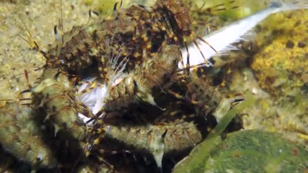 Vida Submarina Cangrejos Río Crustáceos Con Macrodisparo Concha Amarilla Naturaleza — Vídeos de Stock