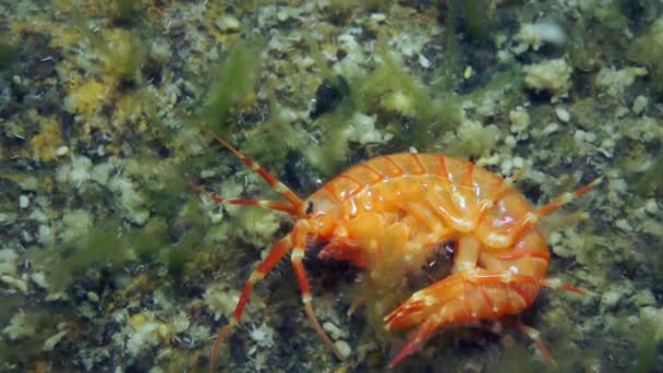 Crustáceo Endêmico Único Lagostim Acanthogammarus Profundo Subaquático Mundo Animal Natureza — Vídeo de Stock