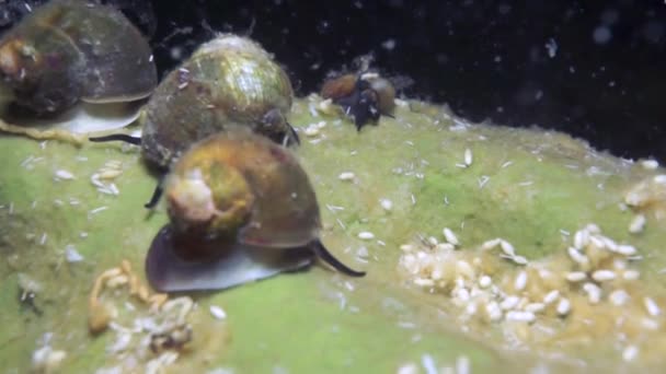 ユニークな固有甲殻類Acanthogammarus深海シベリアのバイカル湖の独特の野生自然の動物界ロシア — ストック動画