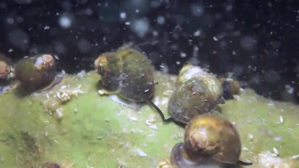 Μακρο Βίντεο Καραβίδες Acanthogammarus Βαθιά Κάτω Από Νερό Στον Ζωικό — Αρχείο Βίντεο