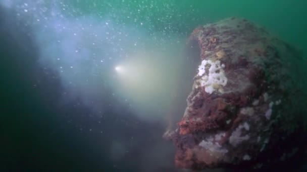 Udang Krustasea Unik Dengan Cangkang Kuning Tembakan Makro Bawah Air — Stok Video