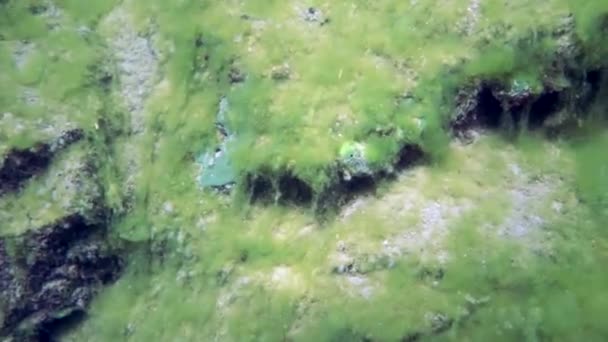Macro Schietende Rivierkreeft Acanthogammarus Diep Onder Water Dierenwereld Van Eigenaardige — Stockvideo