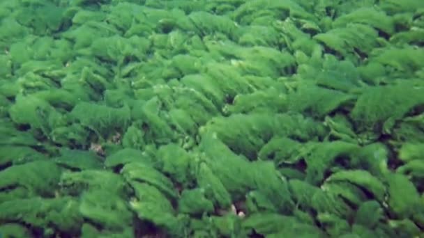 Макросъемка Раков Acanthogammarus Глубоко Водой Животном Мире Своеобразной Дикой Природы — стоковое видео