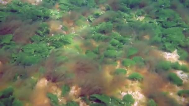 호수의 생태계에서 노란색 껍질을 갑각류와 매크로 — 비디오