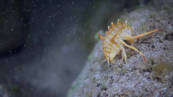 Rak Skorupiaka Żółtą Skorupą Makro Strzelanie Podwodnym Życiu Dzikiej Przyrody — Wideo stockowe