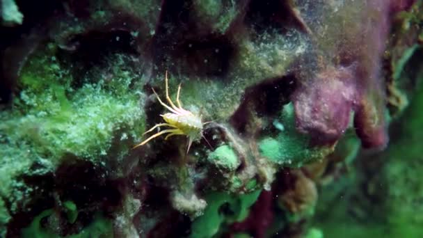 Yellow Crustacean Crayfish Macro Shooting Underwater Fauna Wild Nature Lake — Stock Video