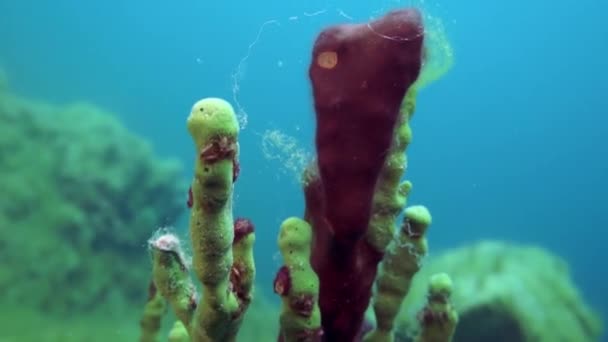 Μακρο Βίντεο Καραβίδες Acanthogammarus Βαθιά Κάτω Από Νερό Στον Ζωικό — Αρχείο Βίντεο