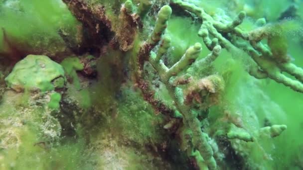 Macro Menembak Ikan Krayfish Acanthogammarus Jauh Bawah Air Dalam Dunia — Stok Video