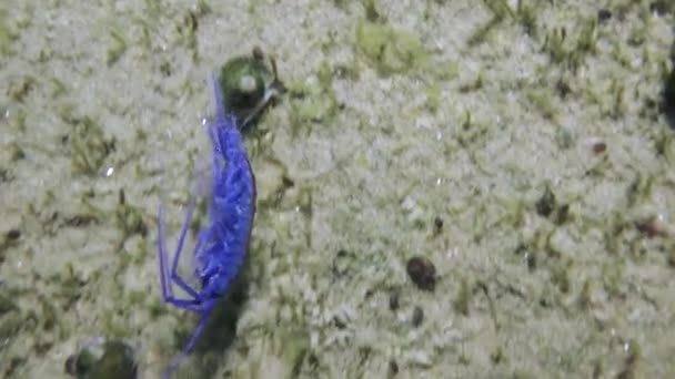Makroschießen Krebse Acanthogammarus Tief Unter Wasser Der Tierwelt Der Seltsamen — Stockvideo