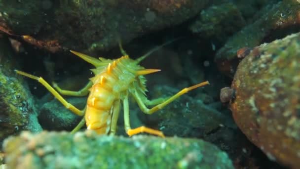 Cangrejo Río Crustáceo Endémico Único Acanthogammarus Profundo Bajo Agua Mundo — Vídeo de stock