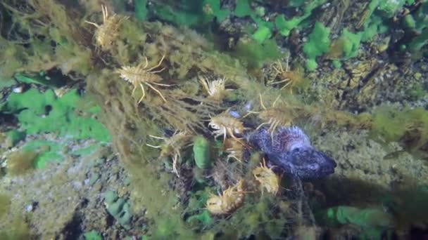 Macro Tiro Cangrejos Río Acanthogammarus Profundo Bajo Agua Mundo Animal — Vídeos de Stock