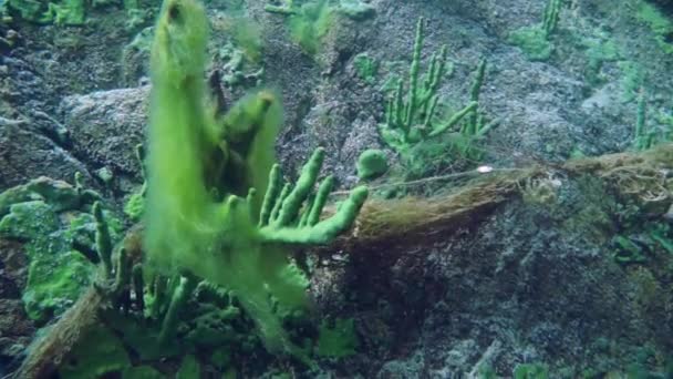 Macro Menembak Ikan Krayfish Acanthogammarus Jauh Bawah Air Dalam Dunia — Stok Video
