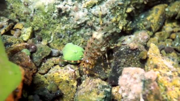Macro Shooting Crayfish Acanthogammarus Deep Underwater Animal World Peculiar Wild — Stock Video