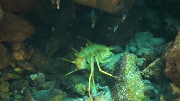 Gele Kreeftachtigen Macro Schieten Onderwater Fauna Van Wilde Natuur Van — Stockvideo