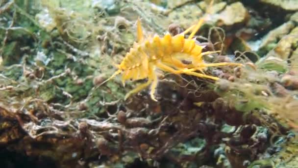 Unikalny Endemiczny Rak Skorupiaka Acanthogammarus Głęboki Pod Wodą Świecie Zwierząt — Wideo stockowe