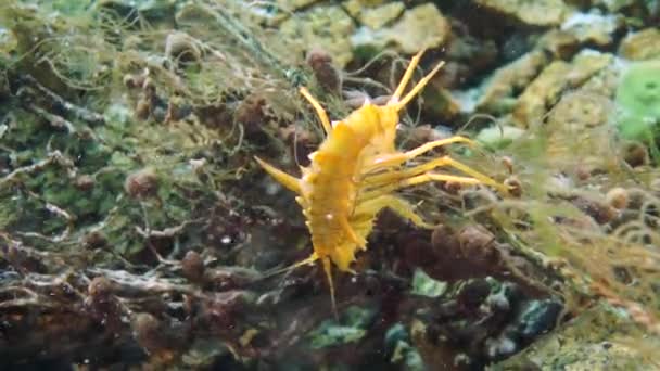 Amarelo Crustáceo Lagostim Macro Tiro Fauna Subaquática Natureza Selvagem Lago — Vídeo de Stock