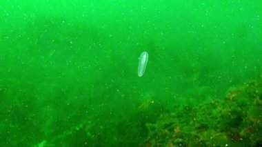Ctenophores Mnemiopsis denizanası değildir. Hafiftir, şeffaftır, etek bıçakları ve kürek plakaları vardır. Bu türün, avını yakalamak için kullanılan dokunaçları olan jöle gibi bir vücudu var..